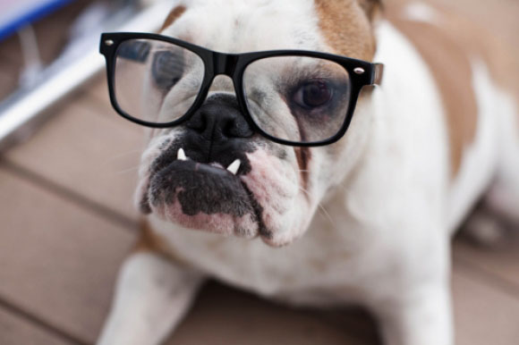 funny-beautiful-amazing-cute-dog-with-spectacle-sun-glass